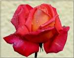 Eine Rosenblte nach einer Regenschauer aufgenommen am 16.10.2010.