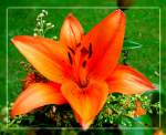Die  Farbenpracht der Lilien  finde ich faszinierend. Orangefarbene Blten mag ich besonders gern, deshalb starte ich mit diesem Foto eine kleine Serie... nach und nach stelle ich weitere Fotos von diesen prchtigen Blumen ein.