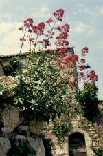 Blten an einer Bruchsteinmauer unterhalb der Burg Lacoste in der Provence im Mai 1994