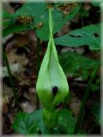 In anspruchsvollen Laubmischwldern wchst der Aronstab, eine saisongrne, ausdauernde, krautige Pflanze, welche Wuchshhen von 15 bis 40 Zentimeter erreichen kann.