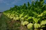 Tabakfeld in der Rheinebene, hier wird die ber 2m hohe Pflanze wegen der gnstigen Klimaverhltnisse noch angebaut, die unteren Bltter sind bereits erntereif, Aug.2011