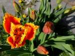 Tulpenblten in unterschiedlichem Entwicklungszustand; 120504