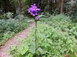 Glockenblume (Campanula) blht einsam und verlassen auf einem Waldweg;120815
