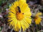 Huflattichblte (Tussilago farfara) hat Besuch von einer Wespe(Vespinae), welche whrend des Pollensammelns eine kleine Mcke verspeist; 130813