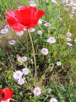 Klatschmohn inmitten einer Blumenwiese auf der Raststtte Odmorite Krka; 130425
