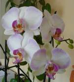Beim Herumexperimentieren mit meiner neuen Kamera mussten unsere Orchideen dran glauben. 17.12.07