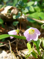 Der Frühling kommt, erste Blumen im Müssentiner Wald. (Jarmen, April 2004) 
