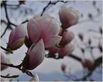 Einer der ersten Frühlingsboten: Magnolienblüten.
(15.03.2017)