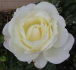 Auch die weien Rosen in unserem Garten in Erpeldange/Wiltz (Luxemburg) blhten noch am 19.10.06.