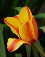 Eine gelb/rote Tulpe in unserem Garten. 21.04.08