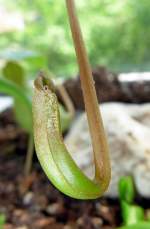 Eine Falle der Kannenpflanze (Nepenthes), die immer am Ende einer Blattranke wchst, befindet sich hier im Anfangsstadium