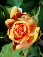 Die erste Rose fr dieses Jahr. 02.06.08