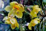 Orchidee Houlletia wallisii am 21.06.2008 in Wilhelma/Stuttgart    Herkunft: Columbien, Ecuador und Peru  Licht: Halbschattig - Schattig  Temperaturbereich: Temperiert  Gre: Mittel - Gro 