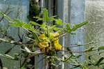 Uncarina am 18.06.2008 in Wilhelma/Stuttgart - Uncarina ist eine Gattung von Sesamgewchse (Pedaliaceae) (Syn.: Sesamaceae) sind eine Familie in der Ordnung der Lippenbltlerartigen (Lamiales).