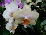Orchidee Phalaenopsis am 18.06.2008 in Wilelma/Stuttgart - Die Gattung Phalaenopsis gehrt zur Familie der Orchideen (Orchidaceae) und zhlt heute zu den bekanntesten und beliebtesten Gattungen der