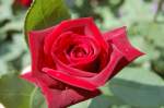 Eine in Farbe und Form wohl fast schon perfekt geformte Rose.