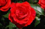 Eine schne rote Rose, deren nhere Bezeichnung ich nicht finden konnte. Fotografiert habe ich sie auf der Insel Mainau