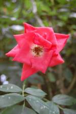 Ebenfalls zu den speziellen Rosenzchtungen auf der Insel Mainau, gehrt dieses auergewhnliche Exemplar.