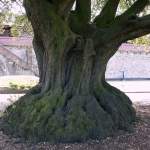 Dieser sehr alte Baum ist im Innenhof von Cardiff Castle zu besichtigen.