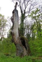 Reste einer Eiche, wertvolles Totholz in den Auenwldern der Rheinebene, April 2016