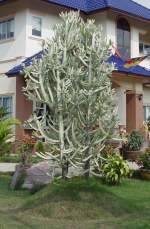 Dieser Kaktus, es handelt sich hier um 3 Kakteen, steht bei mir imGarten und ist derzeit ber 2 Meter hoch.