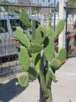 Ein Kaktus mit vielen Blten in meinem Garten am 26.01.2011