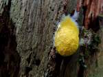 Gelbe Lohblte (Fuligo septica)oder auch Hexenbutter, haftet auf einem moderigen Baumstumpf; 130914