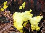 Hexenbutter(Gelbe Lohblte) Fuligo septica;
Tier oder Pflanze?
Irgendwo dazwischen siedelt sich dieser leuchtend gelbe Schleimpilz an. Er kann sich ber den Boden bewegen und verfestigt sich erst bei Reife. 080727