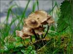 Im Herbst findet man berall Pilze entlang der Wanderwege. 18.10.08 (Jeanny)