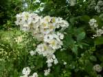 Vielbltige Rose, gehrt zu den Wildrosen, angenehm duftend und eine gute Bienenweide, Juni 2013