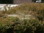 Auf den Heimweg auf der Rheydter Straße in Grevenbroich entdeckte ich dieses große Spinnennetz in einem Busch.