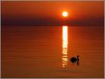 Ein Schwan geniesst den Sonnenuntergang am 14.03.2012