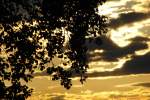 Laub als Kontrast zum Sonnenuntergang, aufgenommen am 14.05.2014 in der Nähe von Bischwind a.R.