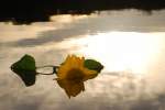 Sonnenblume im Bordesholmer See.