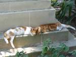 Schlafende Katzen, Malta 31-08-2007