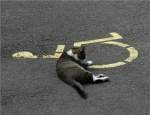 Auf dem Parkplatz am Bahnhof von Zweisimmen hatte diese Katze sich einen der ruhigeren Parkpltze ausgesucht.