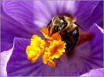 Im Gegensatz zu den Bienen, sammelt die Schwebfliege keinen Nektar, sondern nascht nur daran.