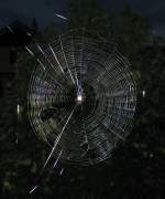 Eine Spinne webte ihr Netz an unserem Balkongelnde bei sehr windigen Verhltnissen.
