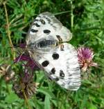 Ein mir namentlich unbekannter aber wunderschner Schmetterling im Valle de Joux.
(Juli 2006)