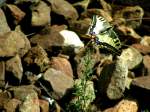 Schwalbenschwanz (Papilio machaon)  dst  ber das Gleisbett der Bahnlinie St.Valentin - Kleinreifling;080719