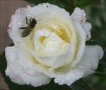 Am 16.07.08 hatte es gerade mal 13C, sodass diese Biene fast flugunfhig stundenlang auf der klitschnassen Rose sa.