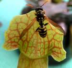 Glck gehabt: Diese Wespe konnte noch knapp den Fngen der fleischfressenden Schlauchpflanze (Sarracenia purpurea) entkommen