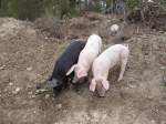 Fr ein paar Erdnsse lassen sich die drei Schweine am Strassenrand in den Bergen auf Rhodos ablichten. Die Tiere leben dort tagsber frei im Wald und werden erst abends in einen Stall getrieben.