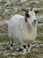 Die Ziege braucht sich wegen der eisigen Temperaturen keine Sorgen zu machen. Sie hat ihren Pelzmantel immer dabei! Kautenbach (Luxemburg) 25.12.07