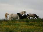 Connemara Pferde (Ponys) - Eine Stute mit zwei Fohlen auf einer Weide bei Kilfenora, Irland Co. Clare.