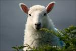 Dieses Schaf beobachtete unser Treiben aus sicherer Entfernung - Irland Co.