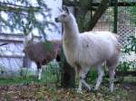 2 Lamas haben im Stadtgebiet von Ried i.I. in einem Garten ihr Zuhause gefunden; 081019