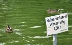 2 Enten auf der Flucht vor`m Ordnungamt wegen Badeverbot. Freizeitpark Rheinbach 12.07.2009