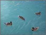 Enten auf dem Thuner See. Die Farbe des Wassers finde ich faszinierend. (Juli 2003)