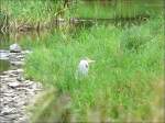 Dann entdeckte ich noch einen zweiten Graureiher, der stundenlang ruhig im Gras am Ufer der Sauer sa.